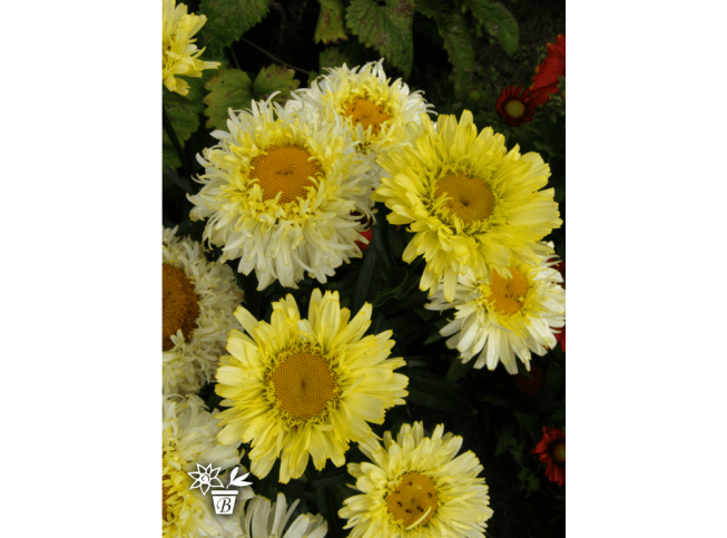 Leucanthemum × superbum   'Real Charmer'